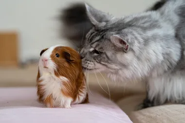 guinea pig with cat