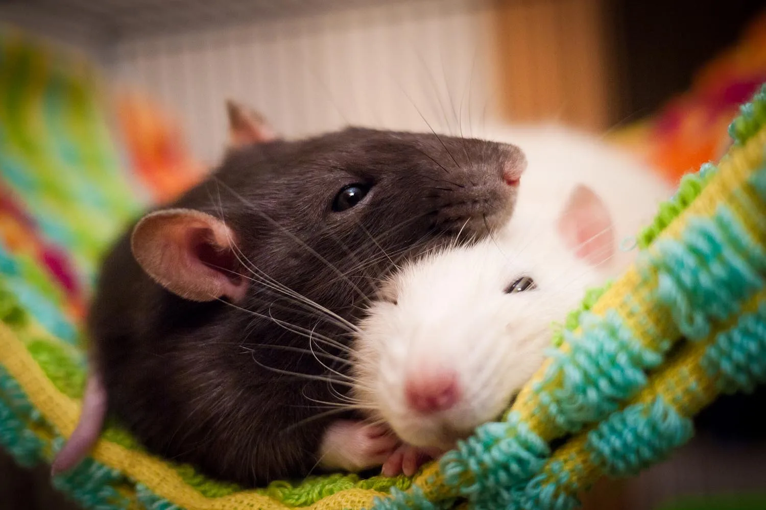 rats
