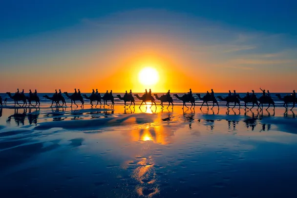 camels on cable beach