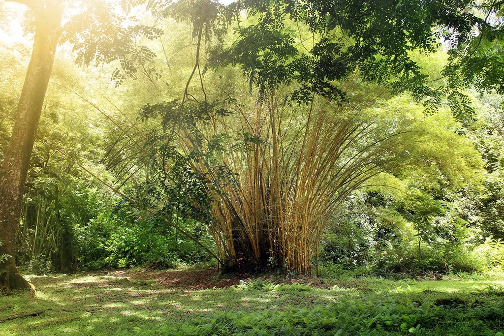 clumping bamboo