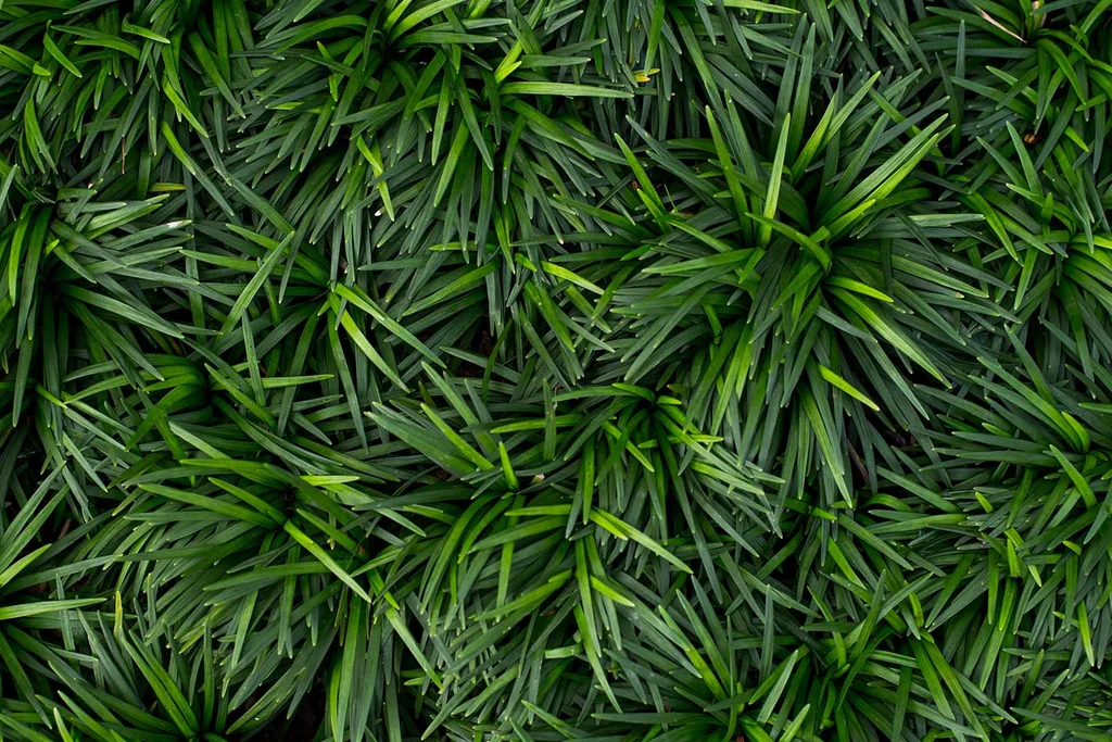 Mondo Grass