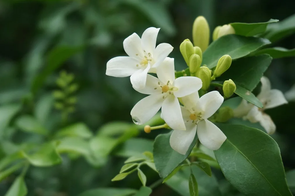 murraya plant