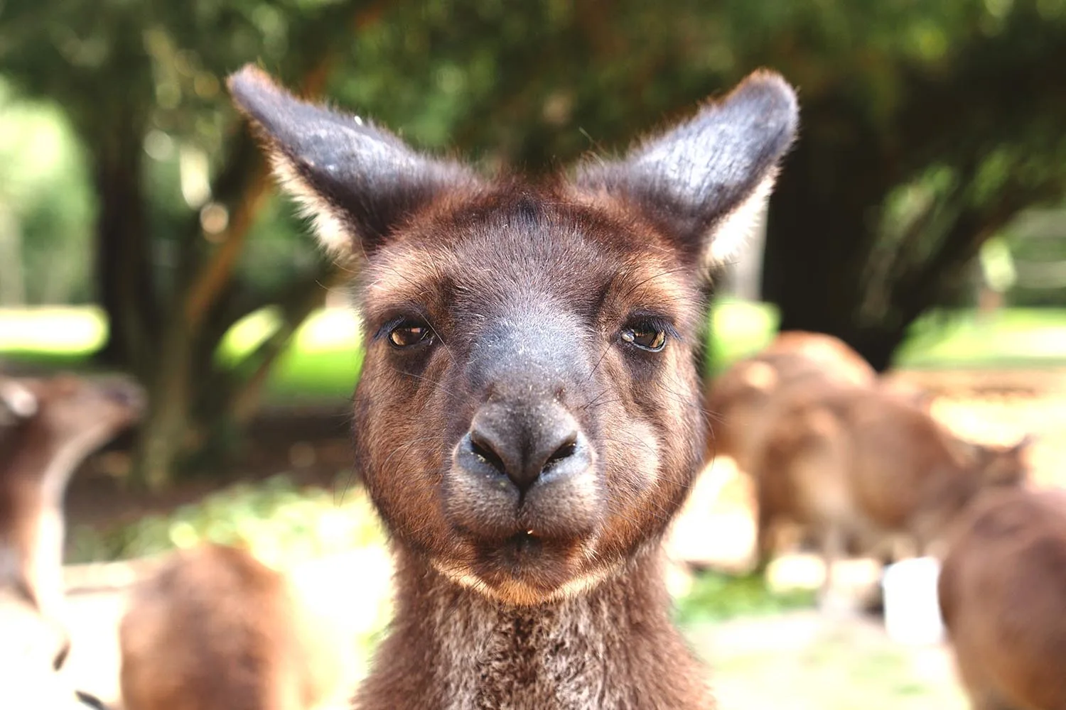 kangaroo