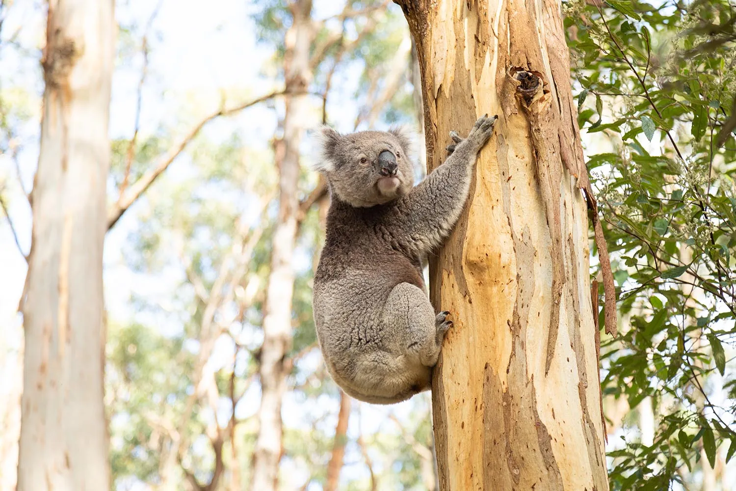 koala in tree