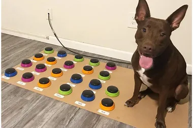 This dog can talk to her owner using actual sentences