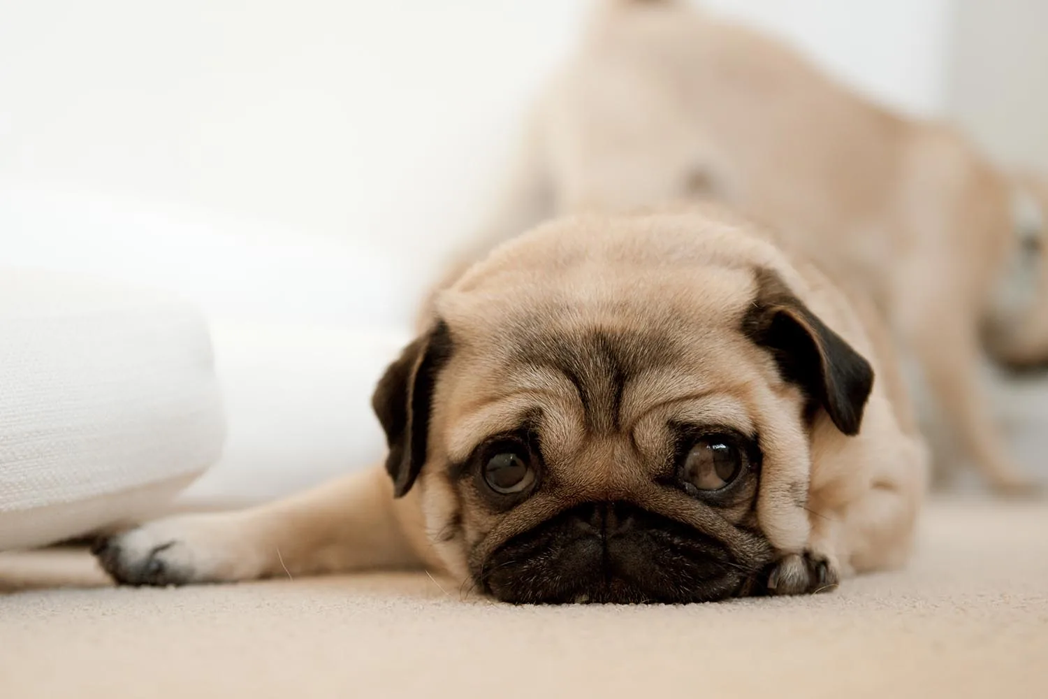 pug