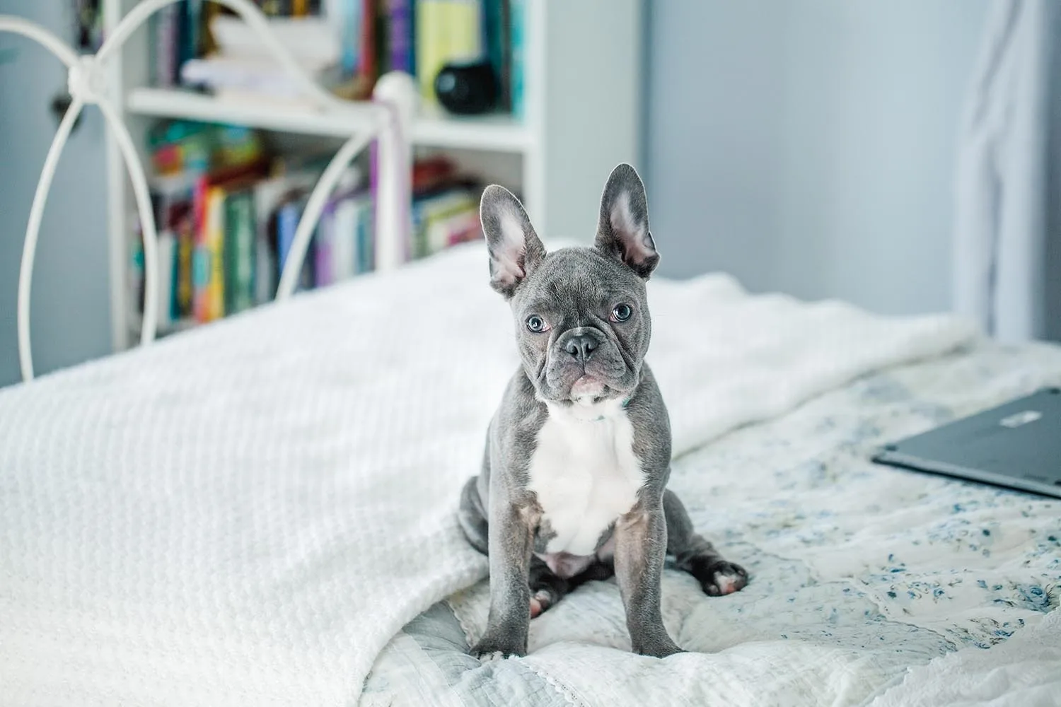 french bulldog sitting on bed