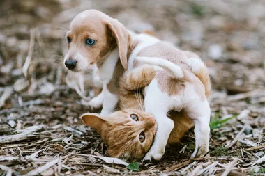 puppy and kitten