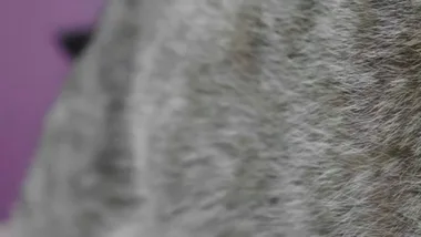 National Pet Adoption Day 2020