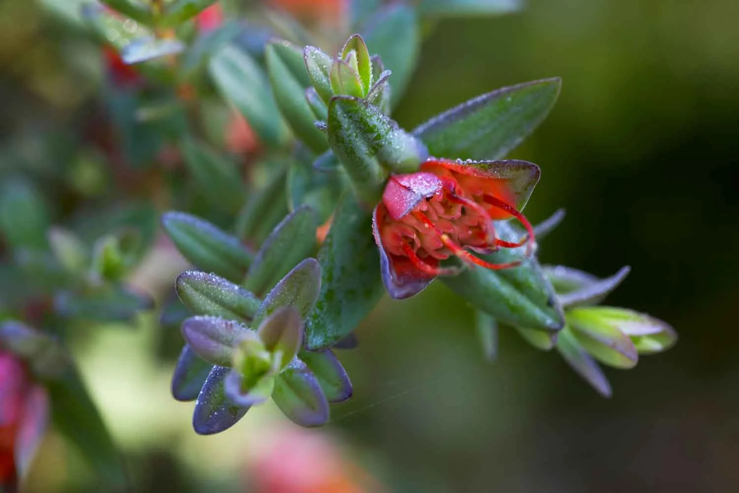 Plant names explained and growing bush tucker
