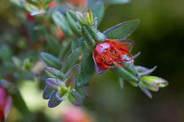 Plant names explained and growing bush tucker