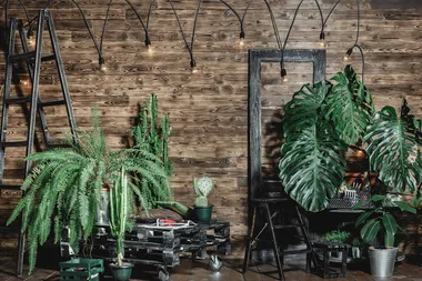 The most popular plant trends of 2020
