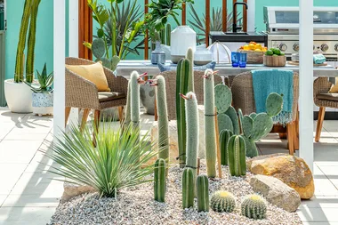 7 plants perfect for a Palm Springs-style garden