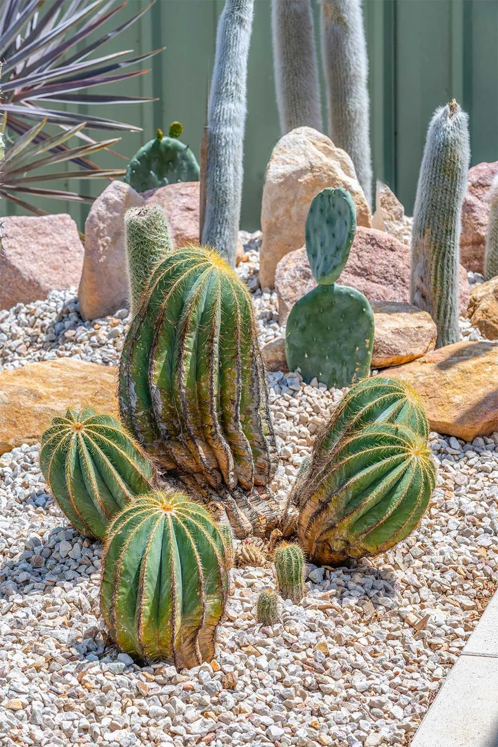 Parodia magnifica