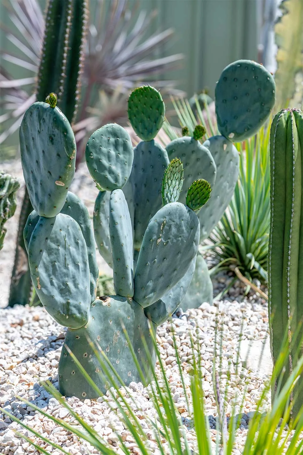 Opuntia Burbank Spineless