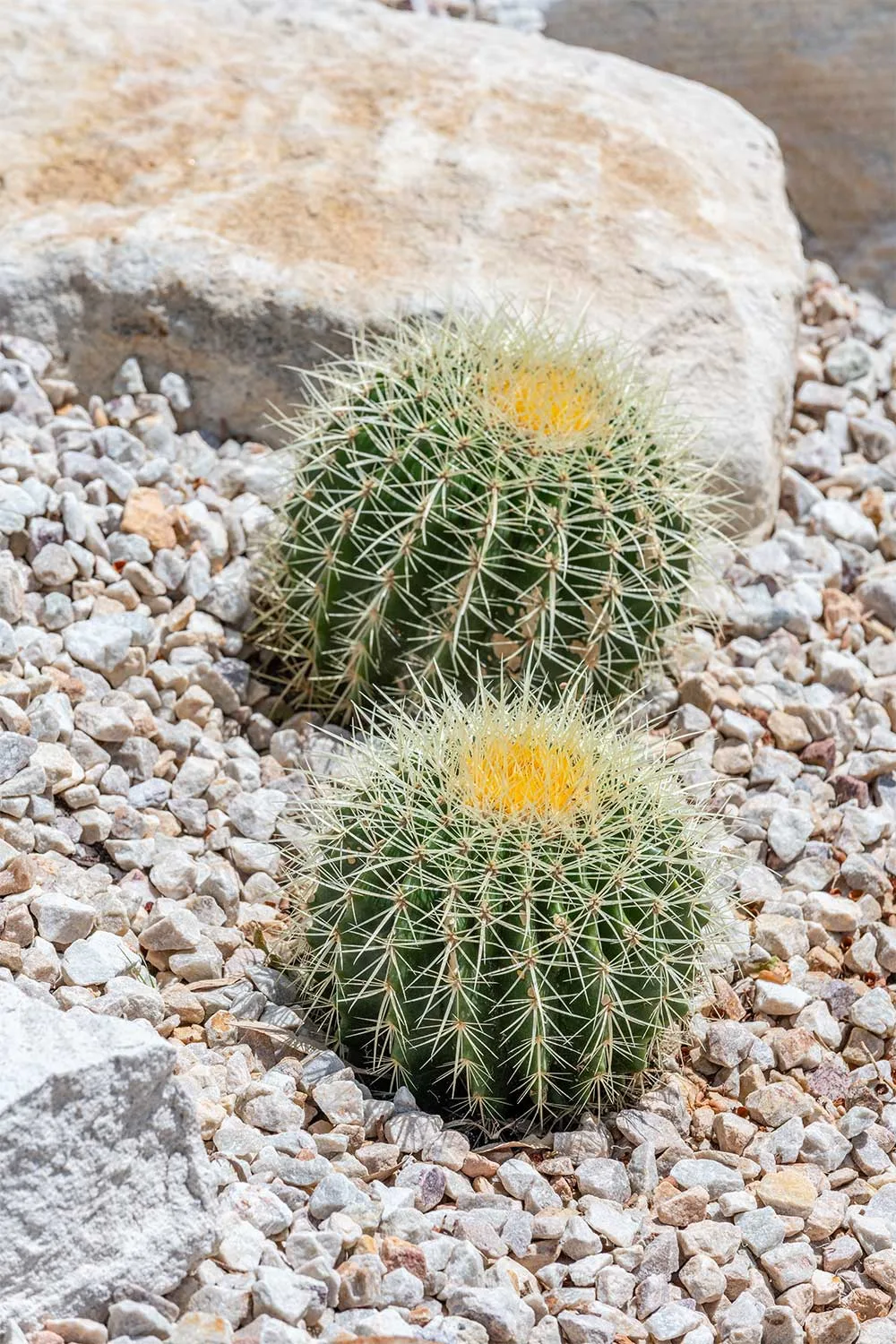 Echinocactus grusonii