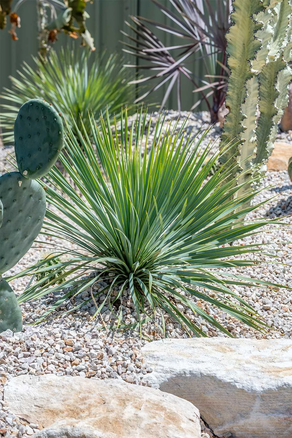 Yucca rostrata