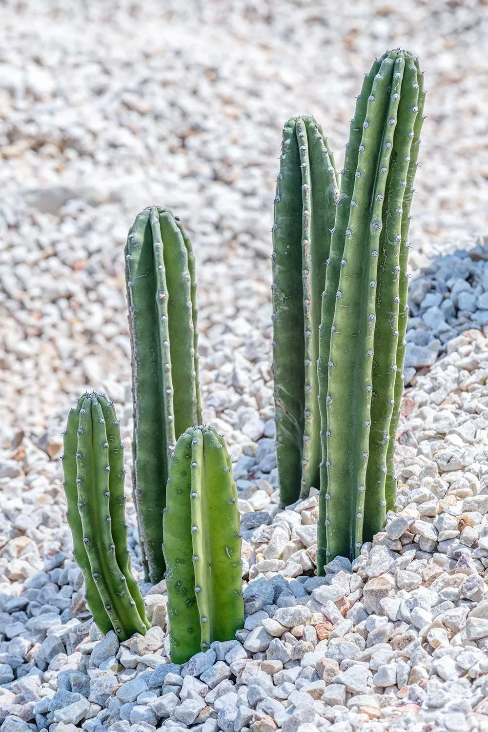Cereus repandus