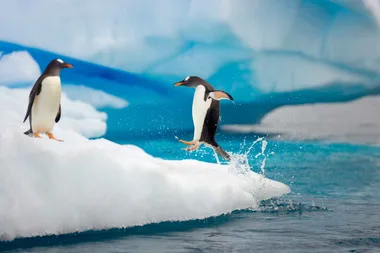 A taste of Antarctica
