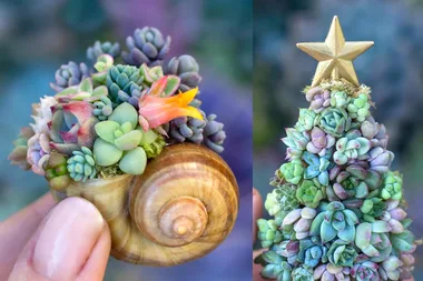 You can now buy miniature succulents