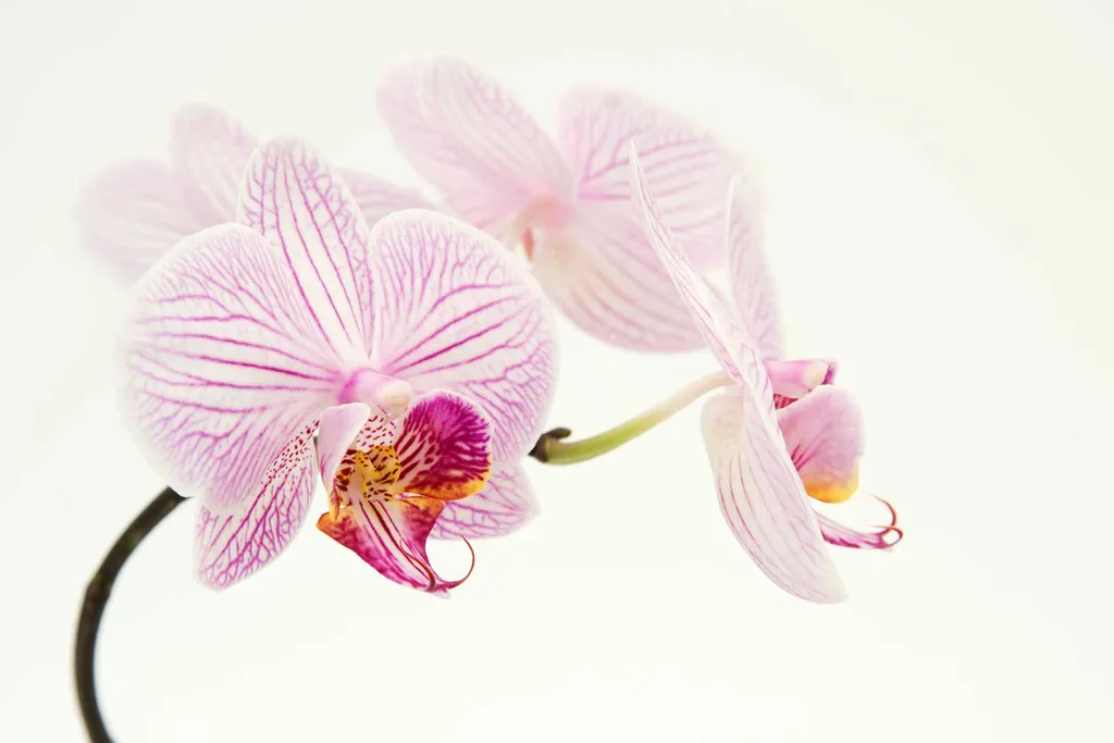 Pink orchid