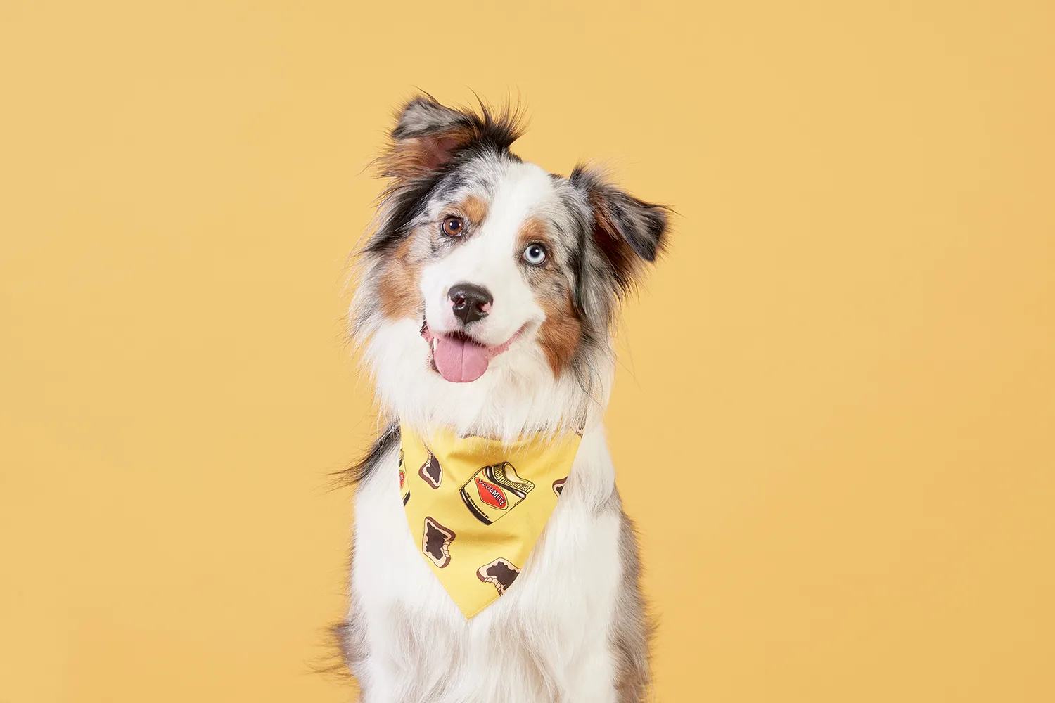 Lando the Australian Shepherd via Vegemite