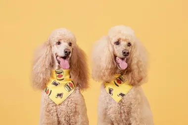 Matilda and Rupert the Poodles via Vegemite