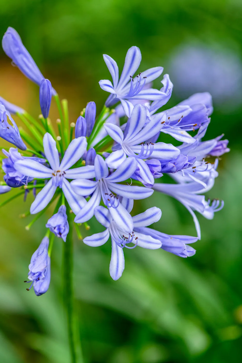 Agapanthus