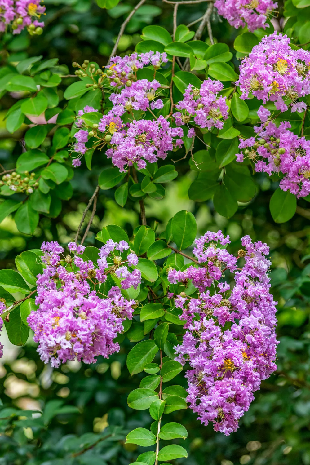 Crepe myrtle in flower