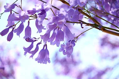 How to grow jacaranda trees