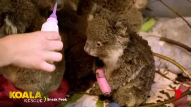 Koala Rescue