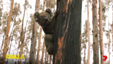 Koala Rescue sneak peek