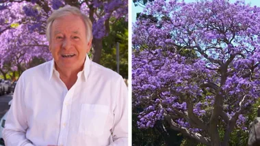Join Graham on a tour of Sydney’s iconic Jacaranda trees