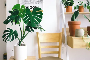 Bunnings will let you return your dead plants