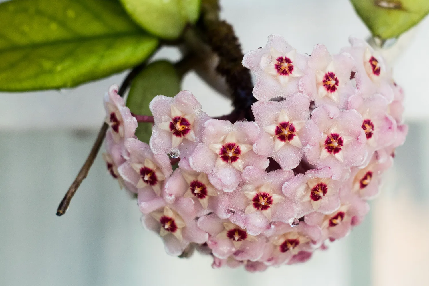 Hoya plant