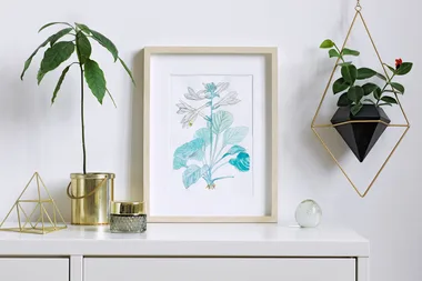 3 indoor plants that are set to be the next big thing