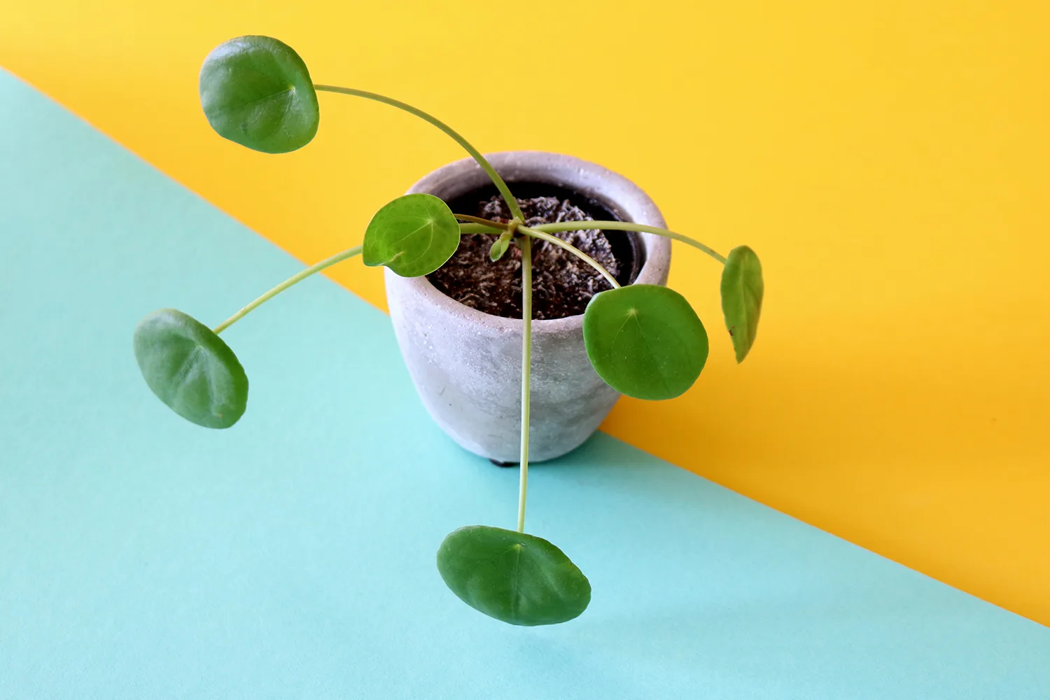 chinese money plant pilea