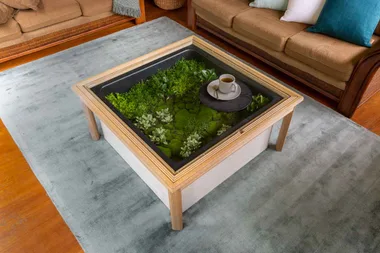 Make a coffee table terrarium