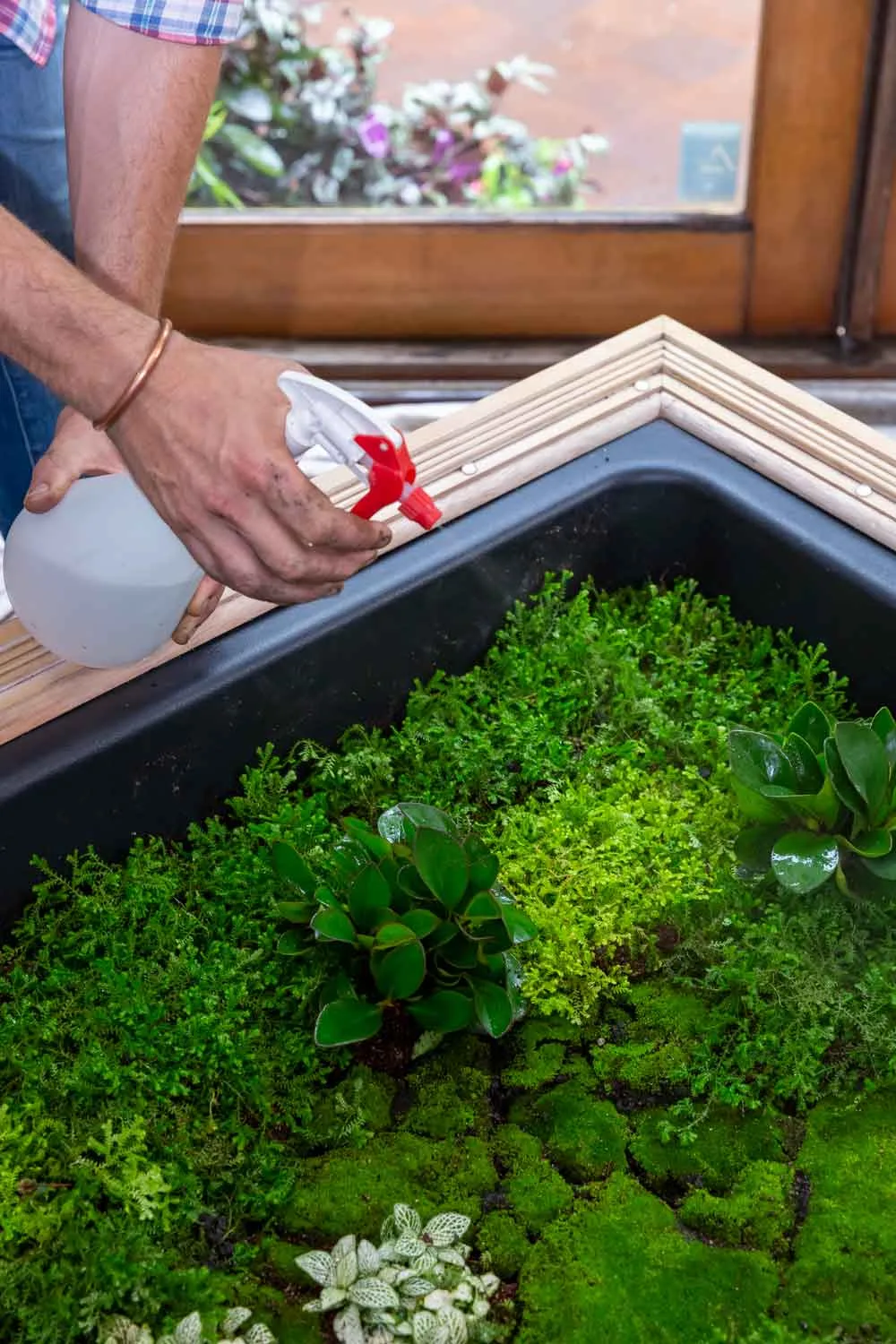 Spray-mist terrarium plants