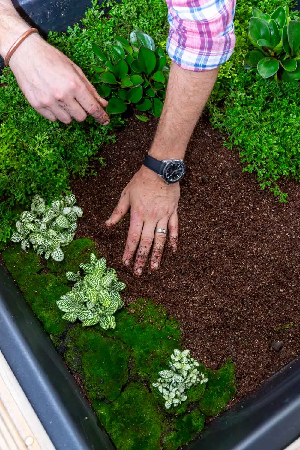 Plant up a terrarium