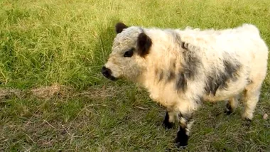 Adorable miniature cow