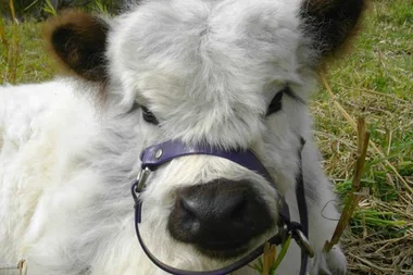 Miniature cow