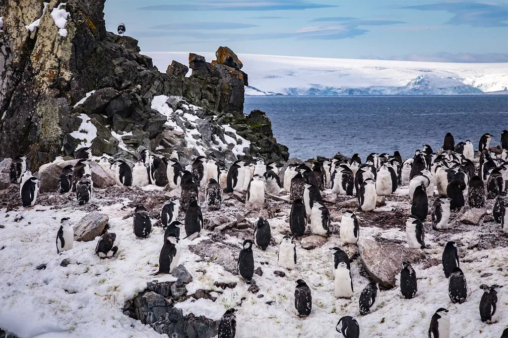 Penguins in Antarctica