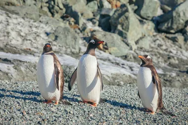 Penguins