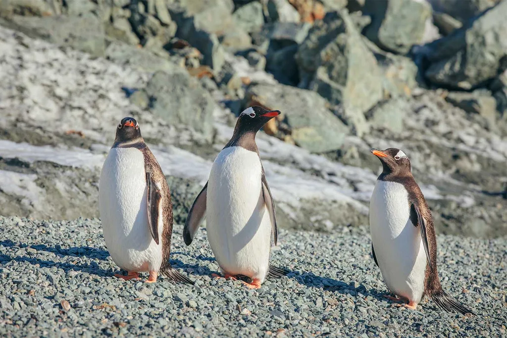 Penguins