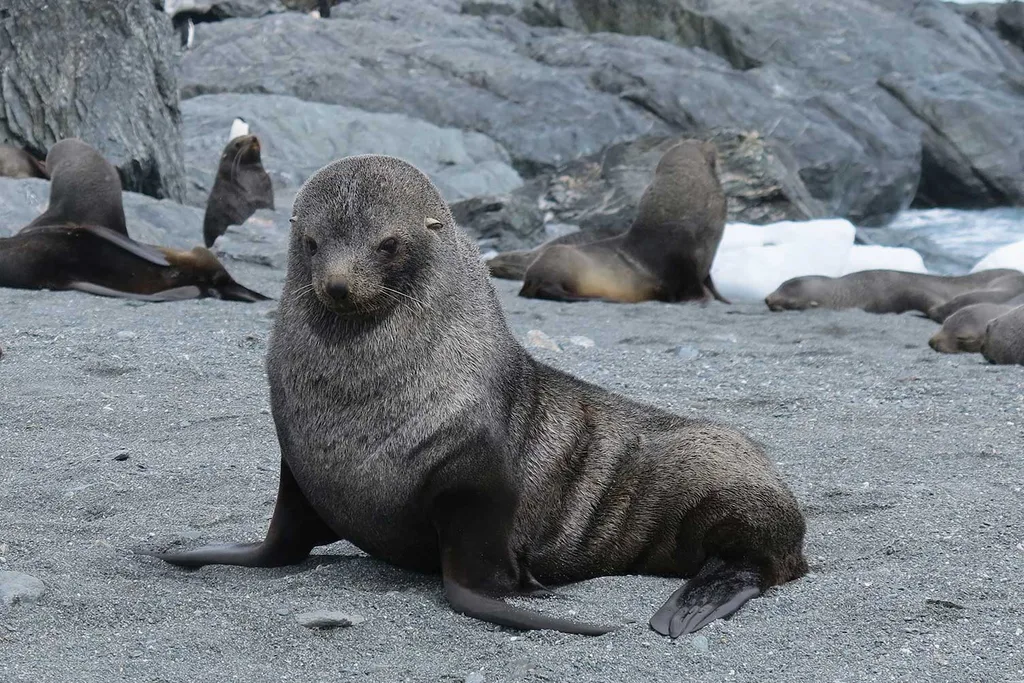 Seal