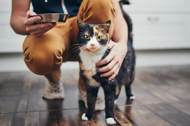 How to decode your cat’s behaviour