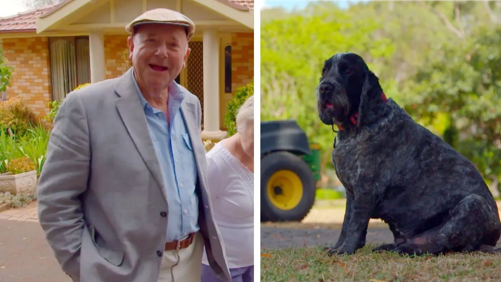 Dr Harry meets an over-protective cocker spaniel