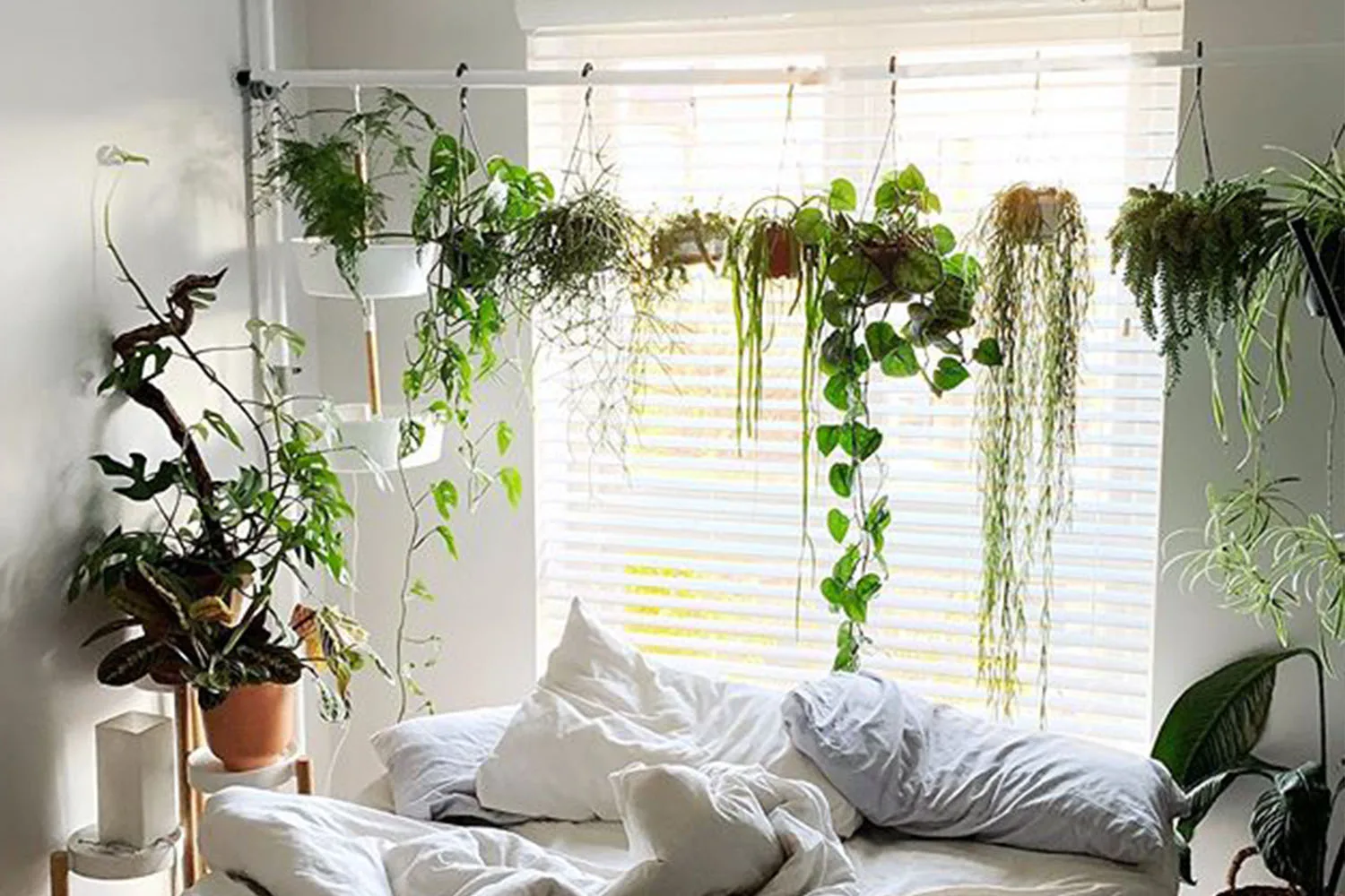 where to buy spider plants Spider Plant – Fragrance Plants and Flowers main image 1