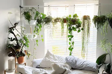 Hang indoor plants without hooks with this genius hack